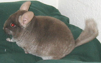 Brown Velvet Chinchilla