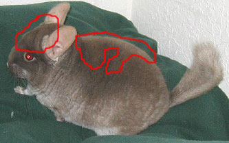 Chinchilla Oxidization Outline
