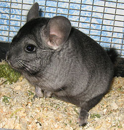 Ebony chinchilla showing oxodized belly fur