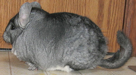 Chinchilla Molting