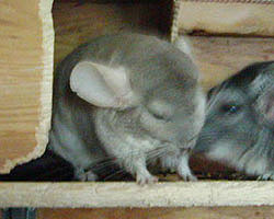 Chinchilla having a baby