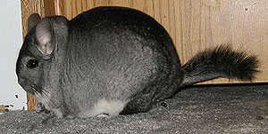 adult chinchilla in show prime