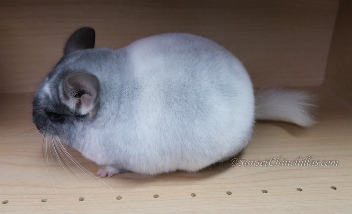 White Mosaic Chinchilla Pictures