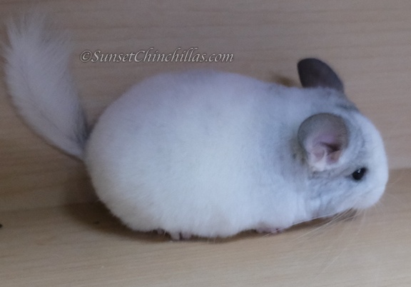 White Mosaic Chinchilla Pictures