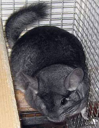 chinchilla in prime
