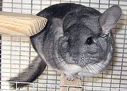 cute grey chinchilla picture