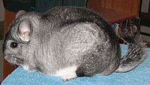 chinchilla priming