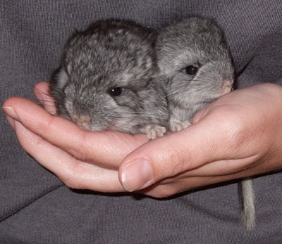 baby chinchillas for sale