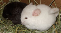 pinkwhite and homo ebony babies for sale