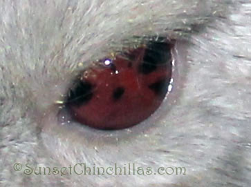 Beige Sapphire Chinchilla Eye