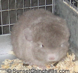 Tov pinkwhite chinchilla baby