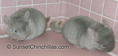 Tov pinkwhite and brown velvet chinchilla babies