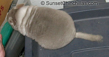 Unusual white underfur for a brown velvet chinchilla