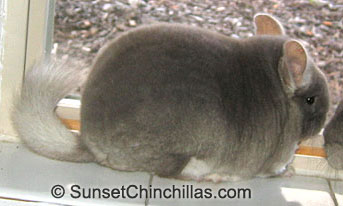 Beautiful Brown velvet female chinchilla, may be pinkwhite