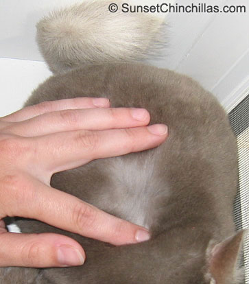 Brown velvet chinchilla with very thick fur density and exceptional fur strength