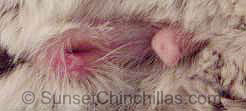 Chinchilla genital blisters