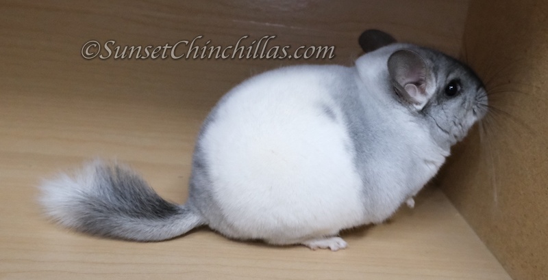 White Mosaic Chinchilla Pictures