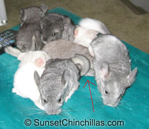 Group of chinchilla babies in comparison to a cinnamon baby