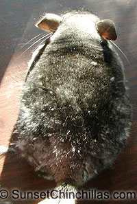 Chinchilla Blowing Fur