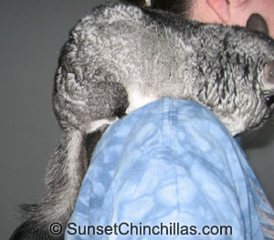greasy chinchilla fur from petting