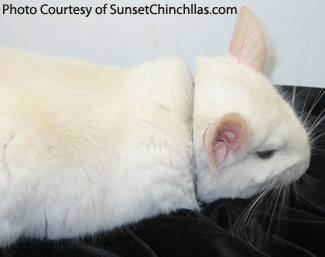Lowe recessive white breeding female