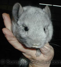 Ebony White Chinchilla for sale