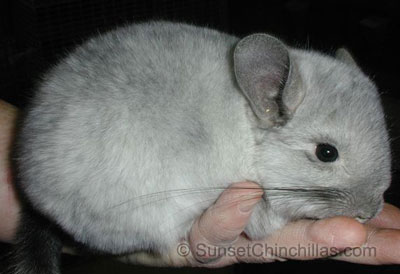 Dwarf Ebony white chinchilla for sale