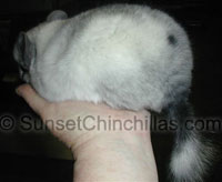 Dwarf ebony white chinchilla for sale