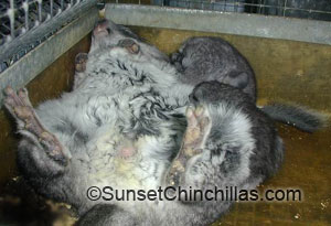 Chin On Back with Babies