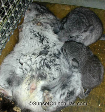 Chin on back with babies