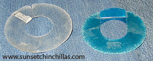 Plastic Chinchilla COllar