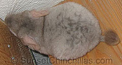 Tan2 Chinchilla 2