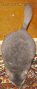 Tan2 Chinchilla 3