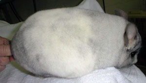 White ebony violet carrier male chinchilla for sale