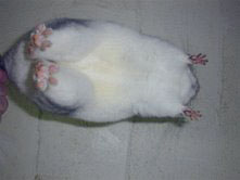 White ebony violet carrier chinchilla for sale