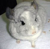 Mosaic chinchilla for sale