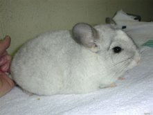 Mosaic chinchilla for sale