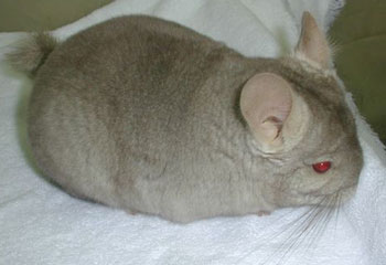 Tan Chinchilla for sale