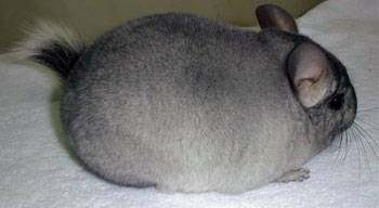 Mosaic Violet carrier male chinchilla for sale