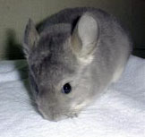 Violet chinchilla for sale