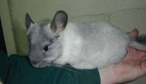 Ebony white chinchilla for sale