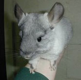 White Ebony chinchilla for sale