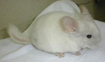Pinkwhite male chinchilla for sale