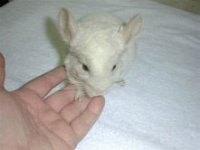 Tov Pinkwhite male chinchilla for sale