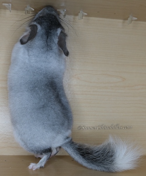 Chinchillas For Sale in Texas