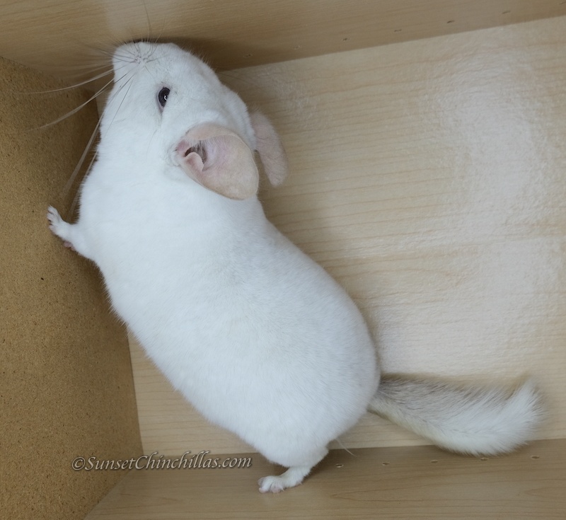 Chinchillas For Sale in Texas