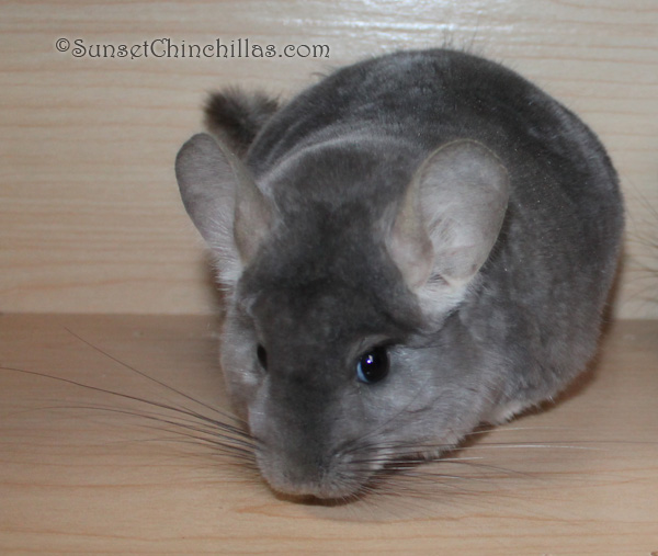 Chinchillas For Sale in Texas