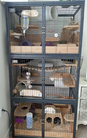 Triple Stacked Ferret Nation Cages