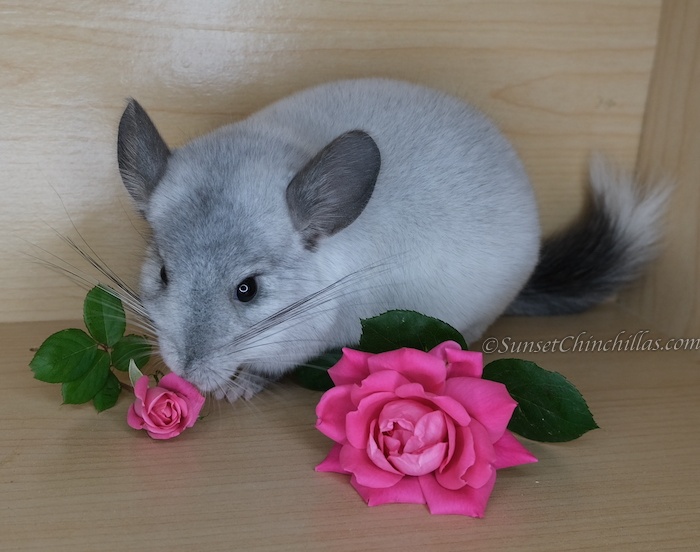 White Mosaic Chinchilla Pictures