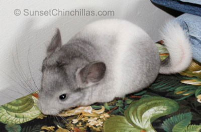 chinchilla wilson white